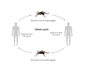 virus dengue_urban cycle